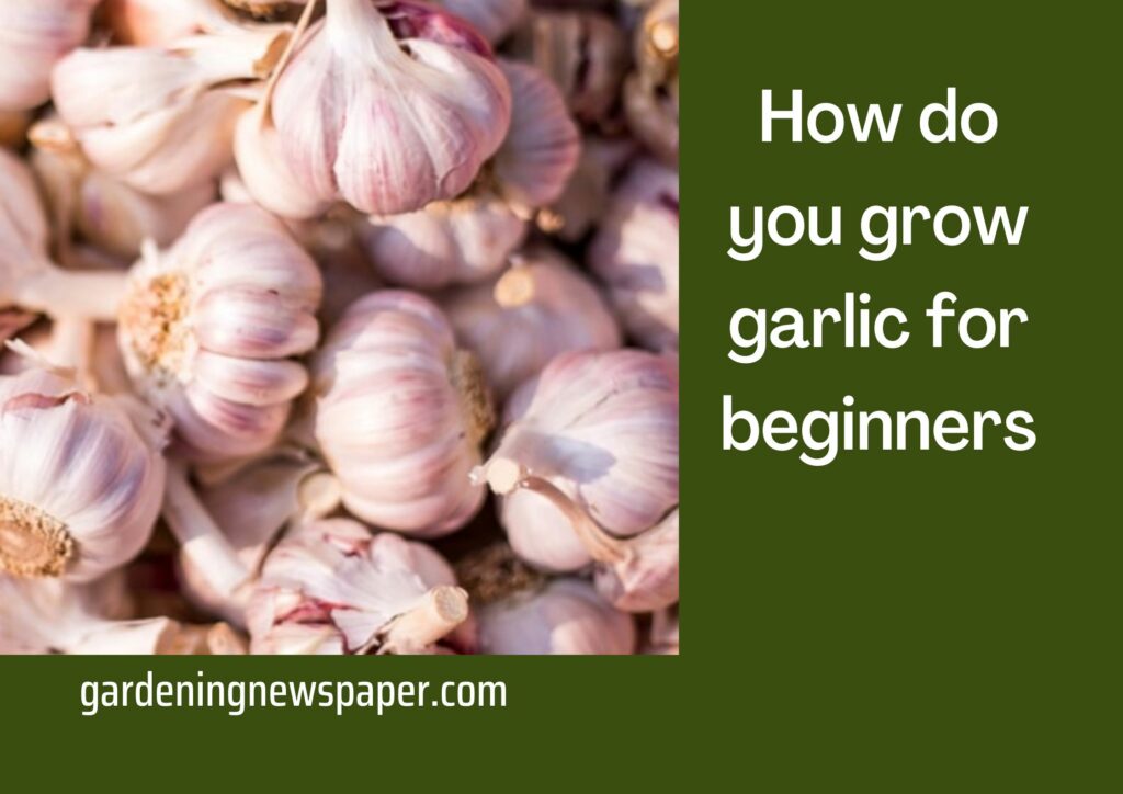 How do you grow garlic for beginners? - Comprehensive Guide