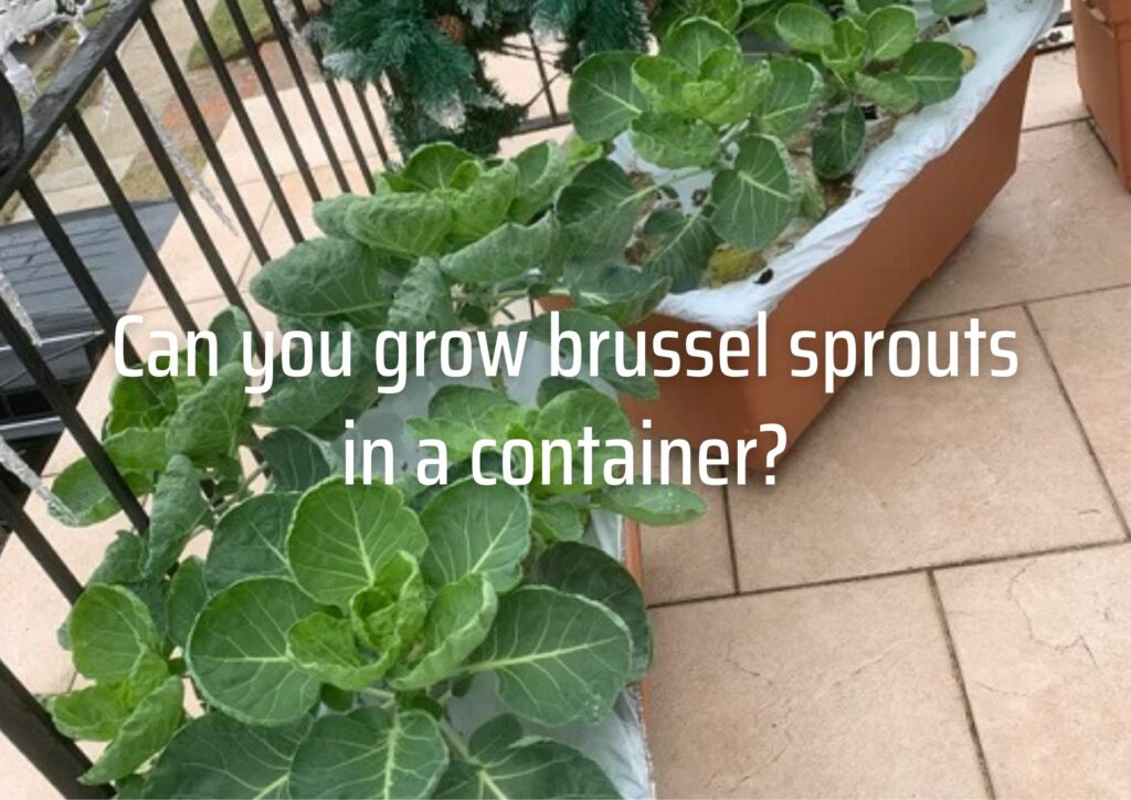 Can you grow brussel sprouts in a container?