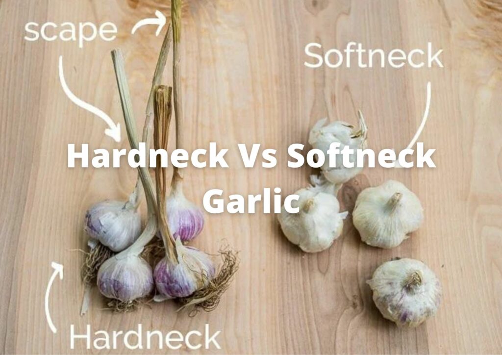 Hardneck Vs Softneck garlic