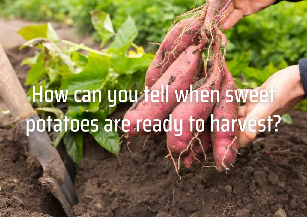 How can you tell when sweet potatoes are ready to harvest?