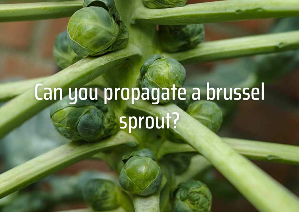 Can you propagate a brussel sprout?