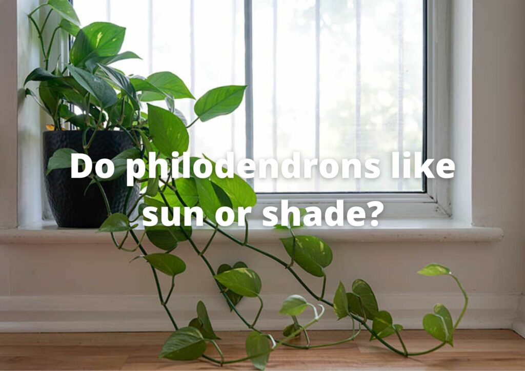 Do philodendrons like sun or shade?