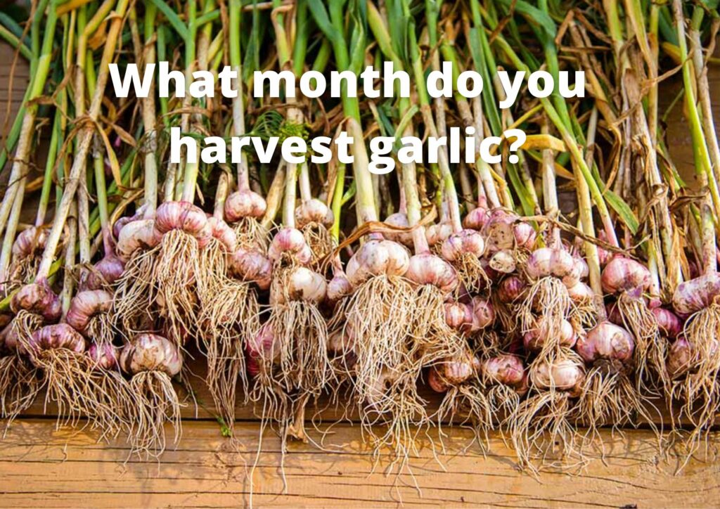 What month do you harvest garlic?
