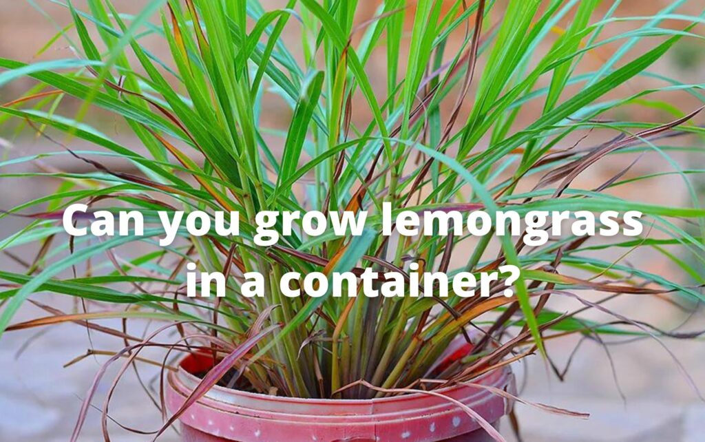Can you grow lemongrass in a container?