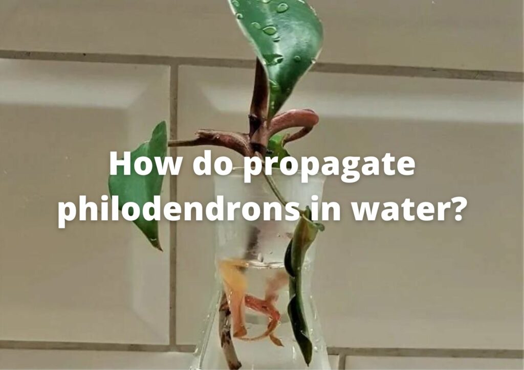 How do propagate philodendrons in water?