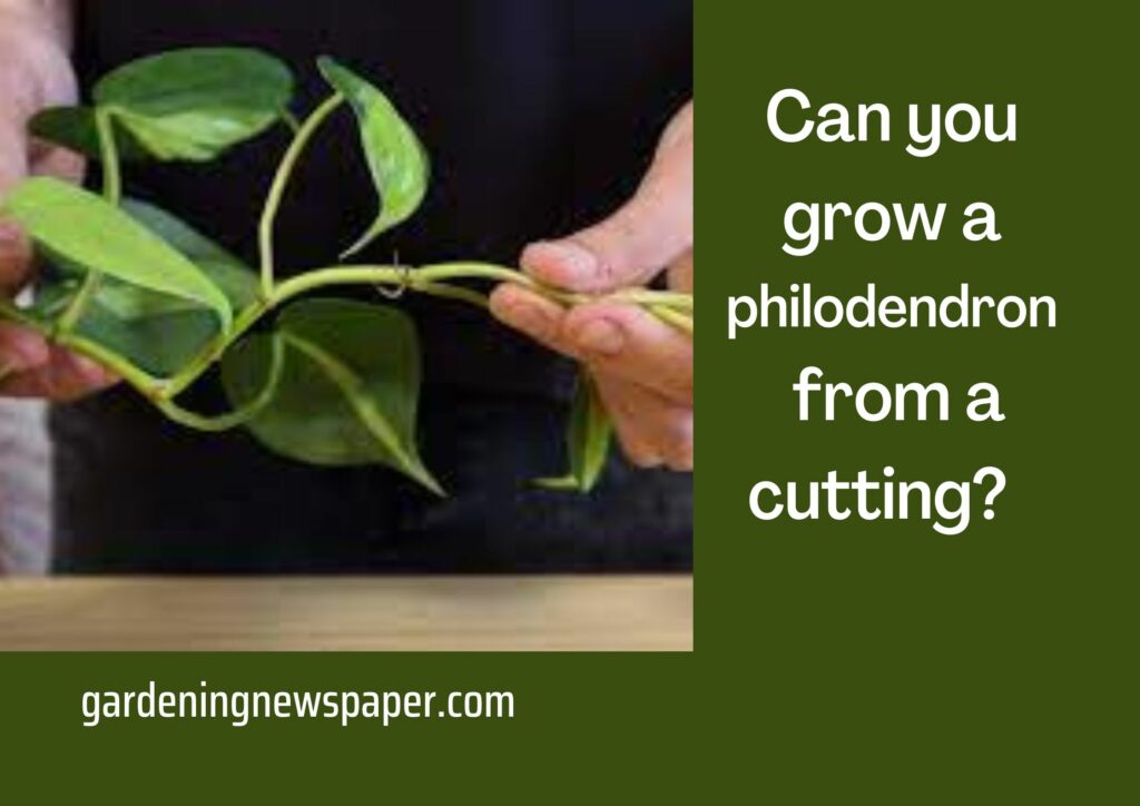 Can you grow a philodendron from a cutting?
