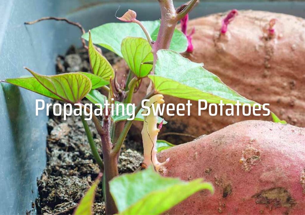 Propagating Sweet Potatoes