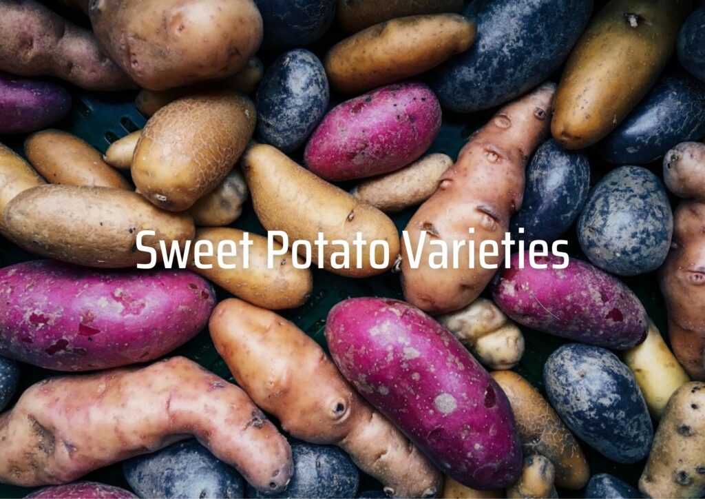 Sweet Potato Varieties