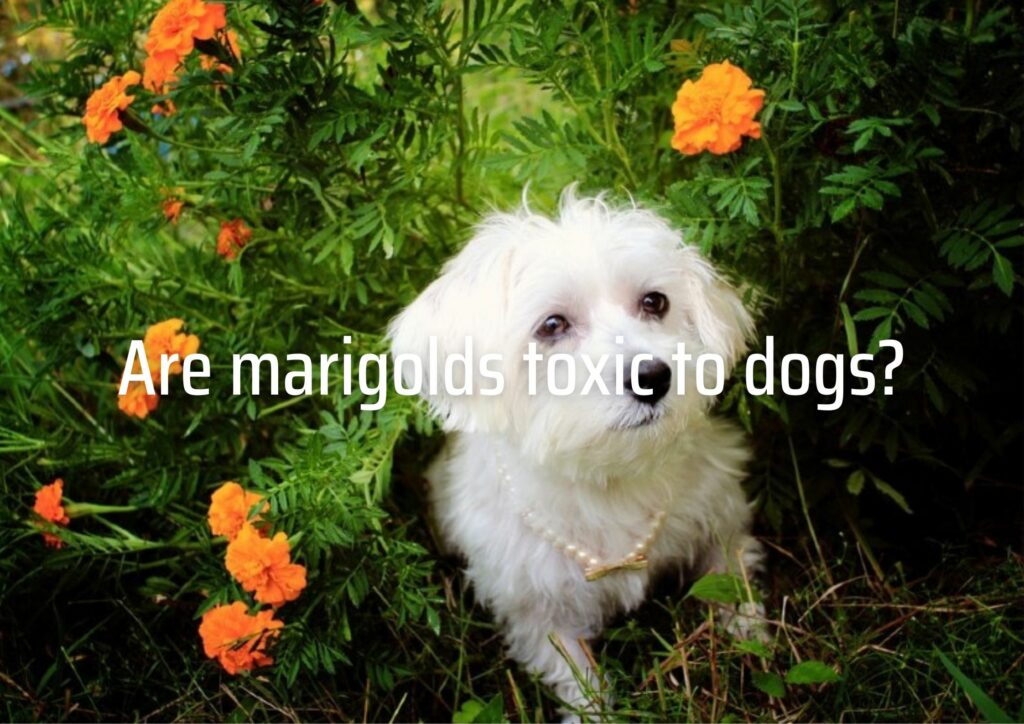 Are marigolds toxic to dogs?