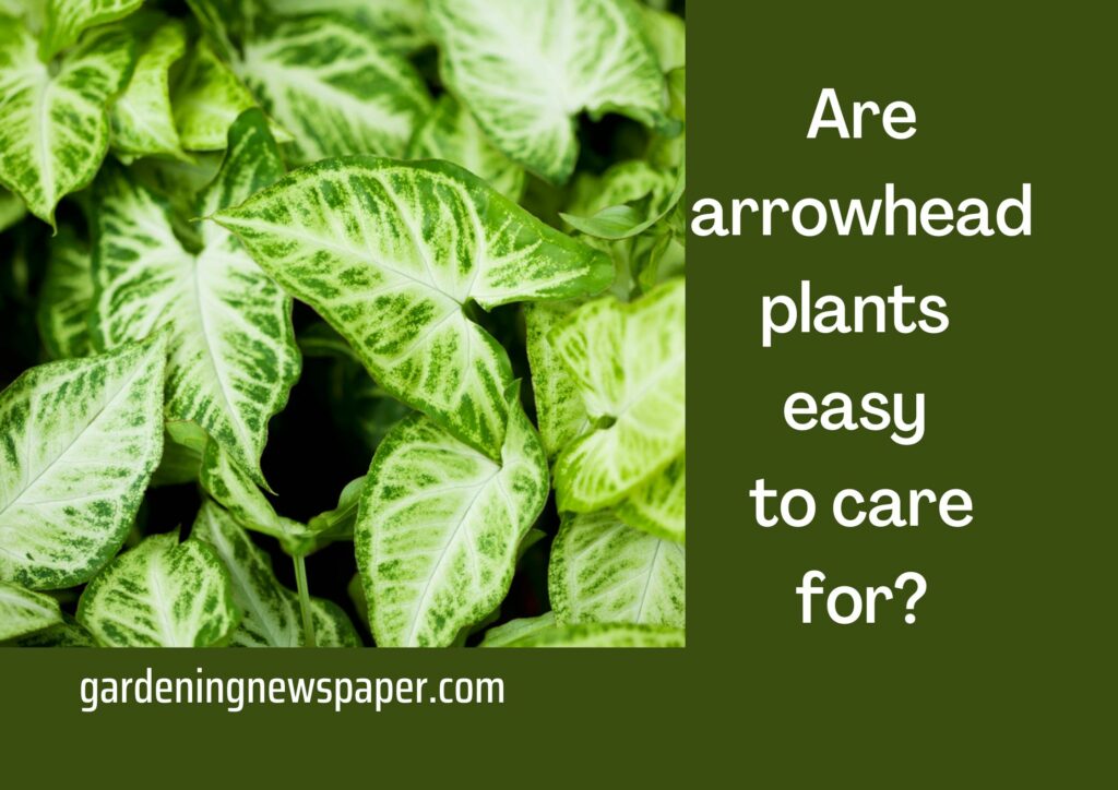 Are arrowhead plants easy to care for?