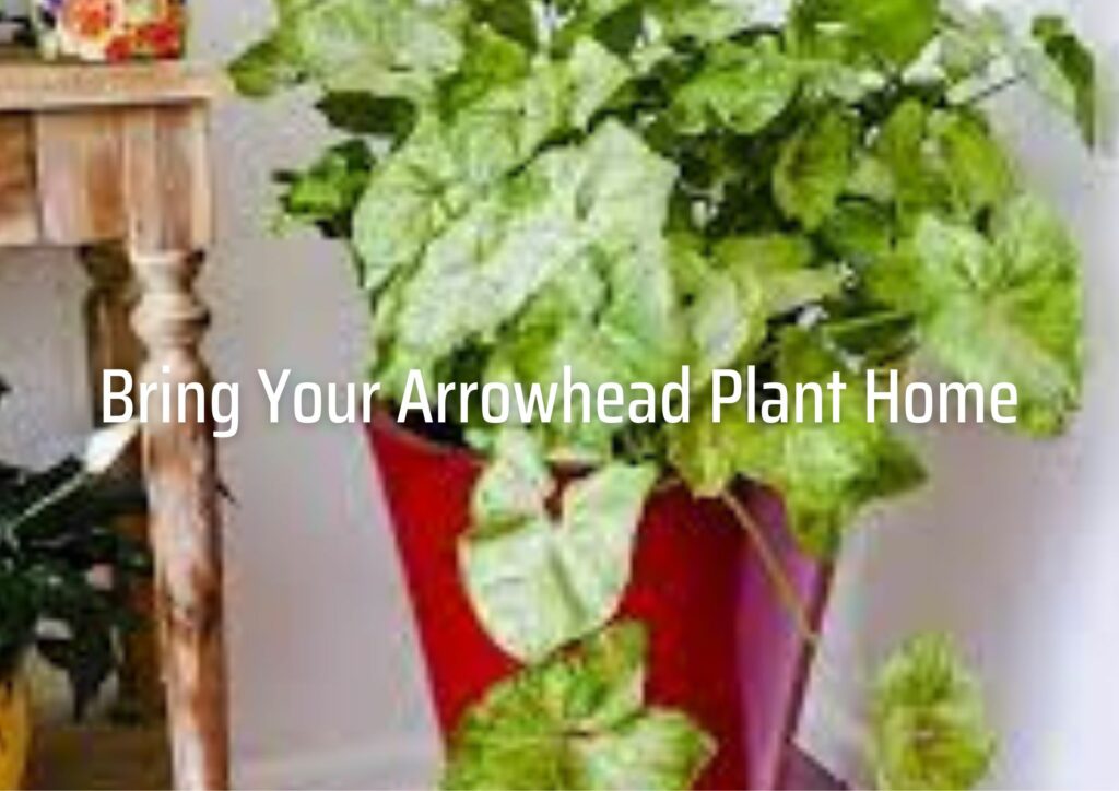 Bring Your Arrowhead Plant Home