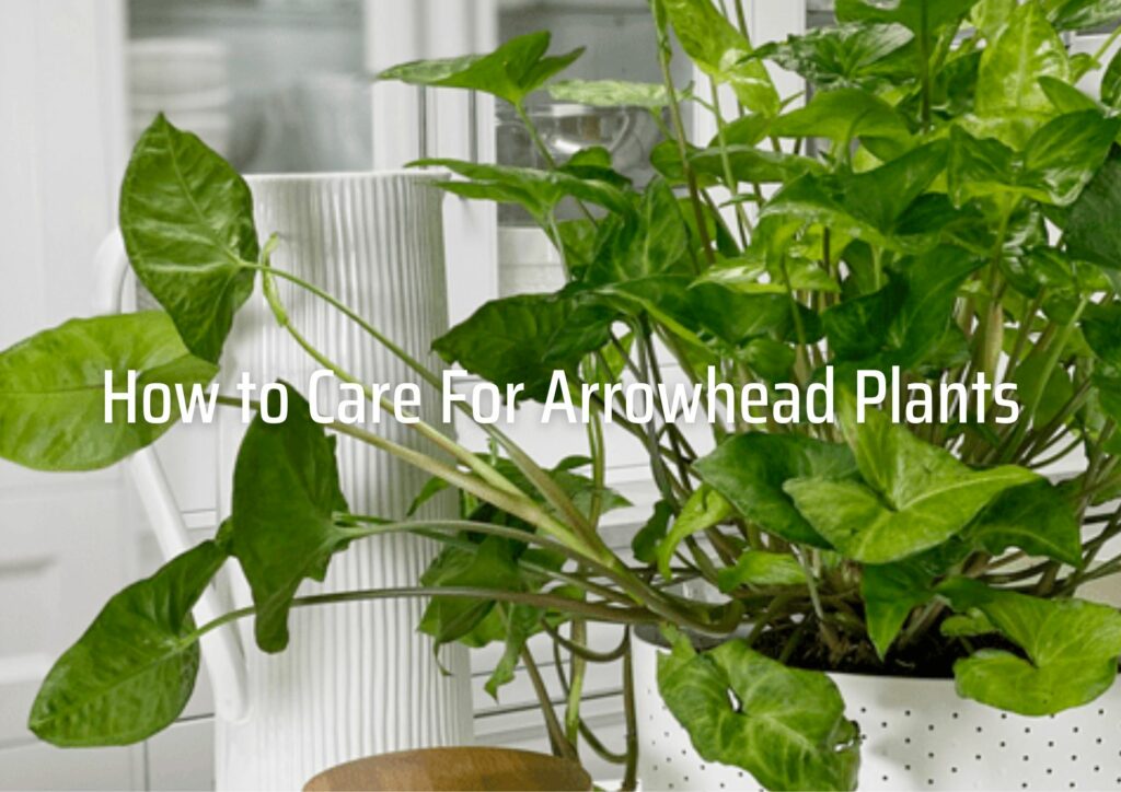 How to Care For Arrowhead Plants