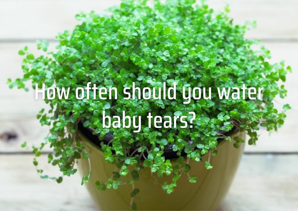 How often should you water baby tears?