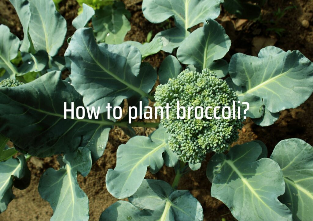 How to plant broccoli?