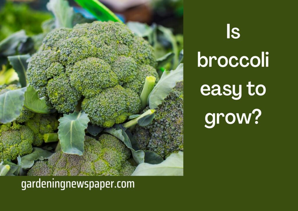 Is broccoli easy to grow?
