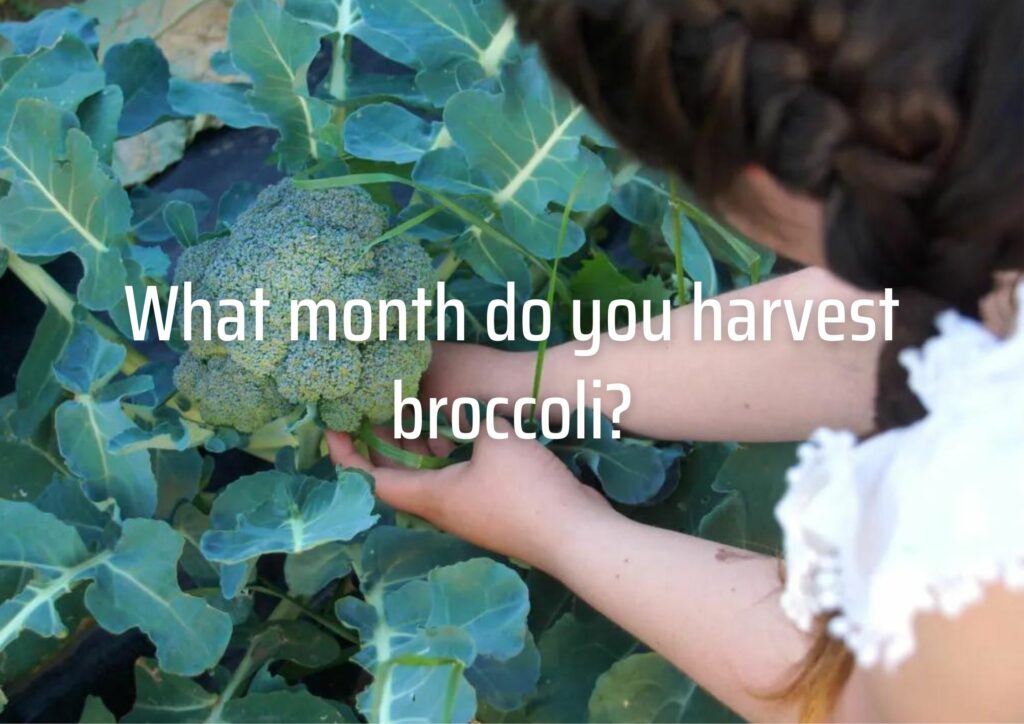 What month do you harvest broccoli?