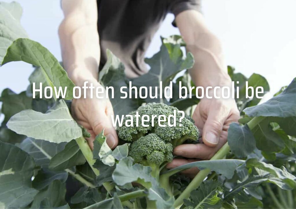 How often should broccoli be watered?