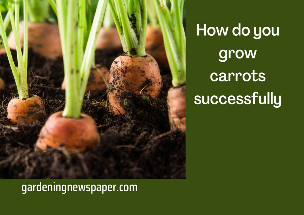 How to Grow Carrots - How do you grow carrots successfully?