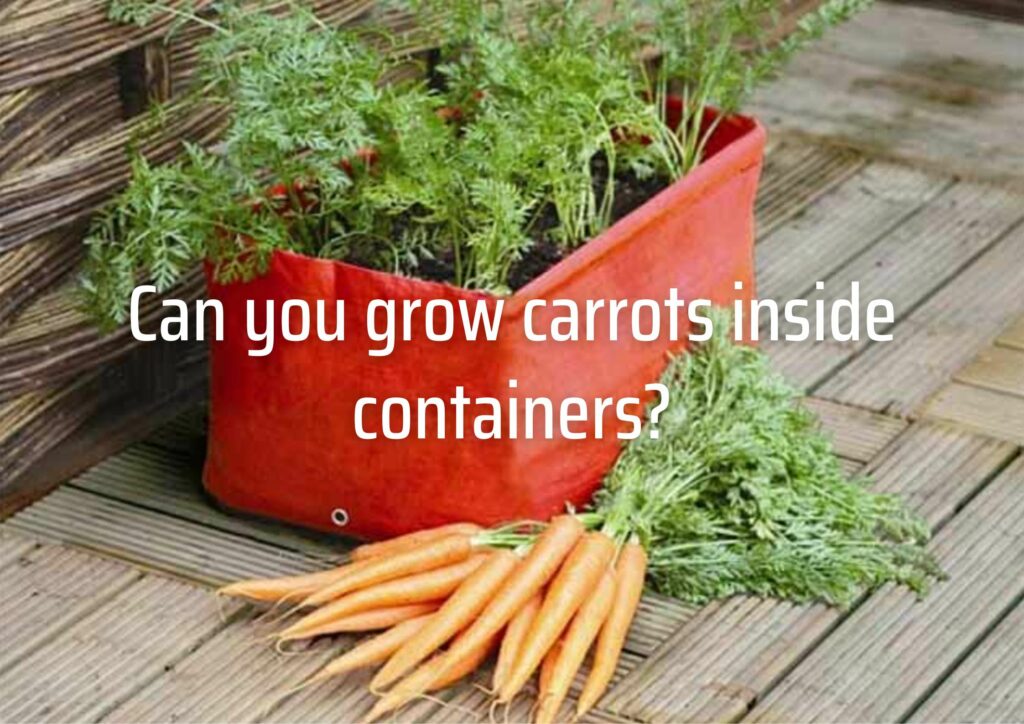 Can you grow carrots inside containers?