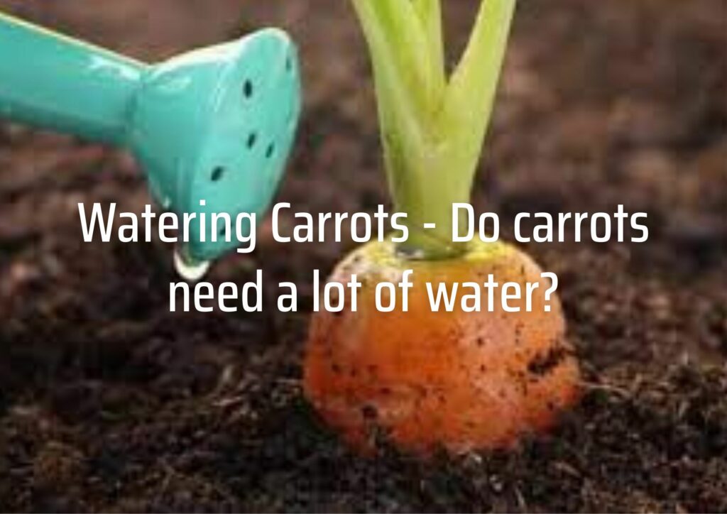 Watering Carrots - Do carrots need a lot of water?