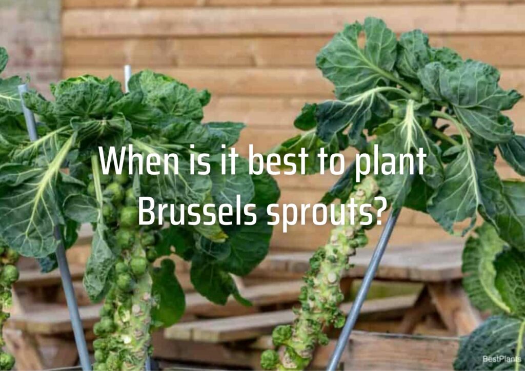 When is it best to plant Brussels sprouts?