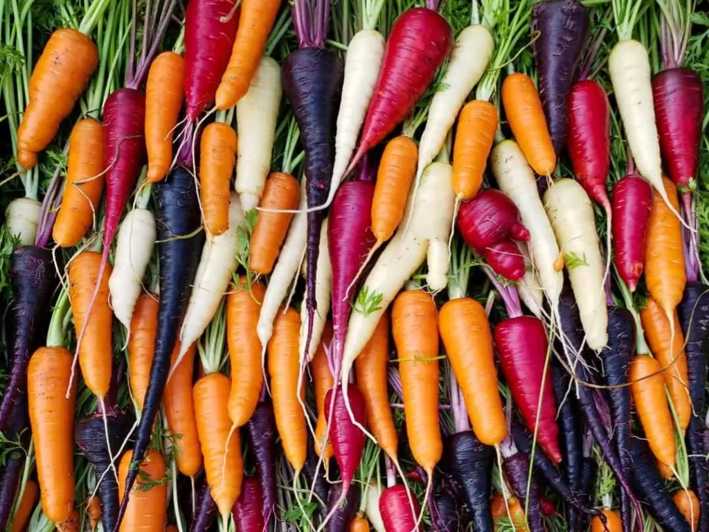 Carrot Varieties