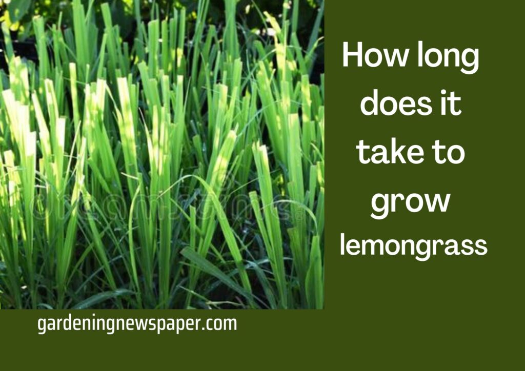 How long does it take to grow lemongrass? How to Grow Lemongrass?