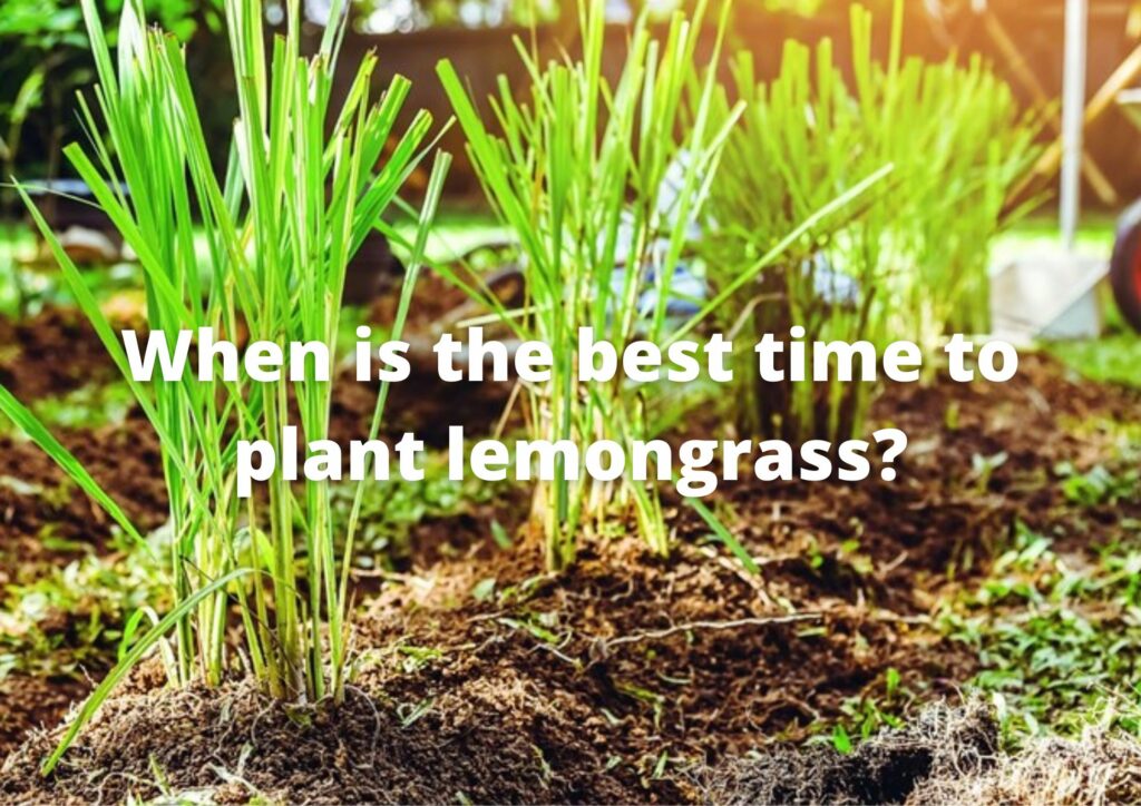 When is the best time to plant lemongrass?