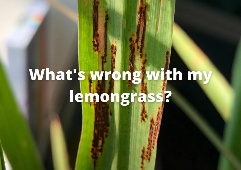 What's wrong with my lemongrass?