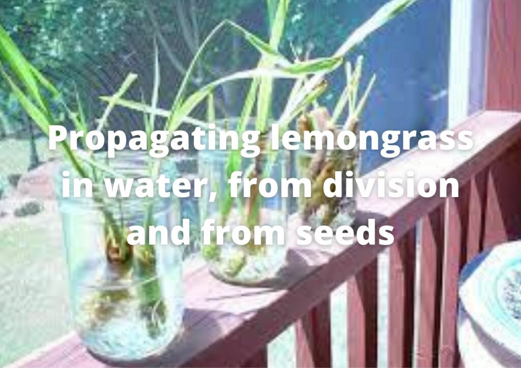 Propagating lemongrass in water, division and seeds