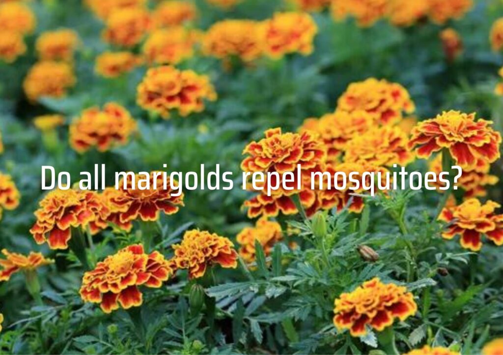 Do all marigolds repel mosquitoes?
