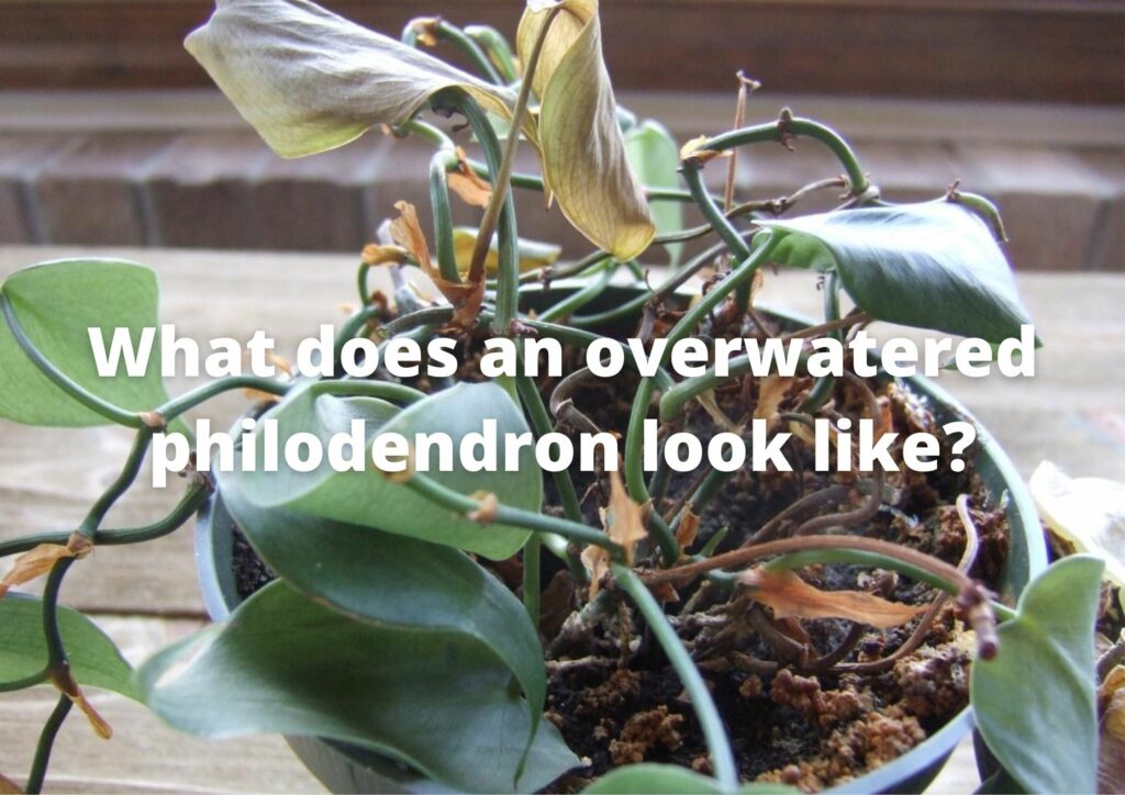 What does an overwatered philodendron look like?