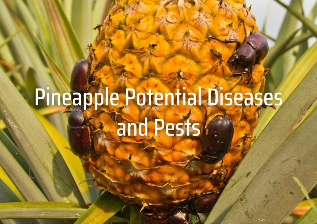 Pineapple Potential Diseases and Pests