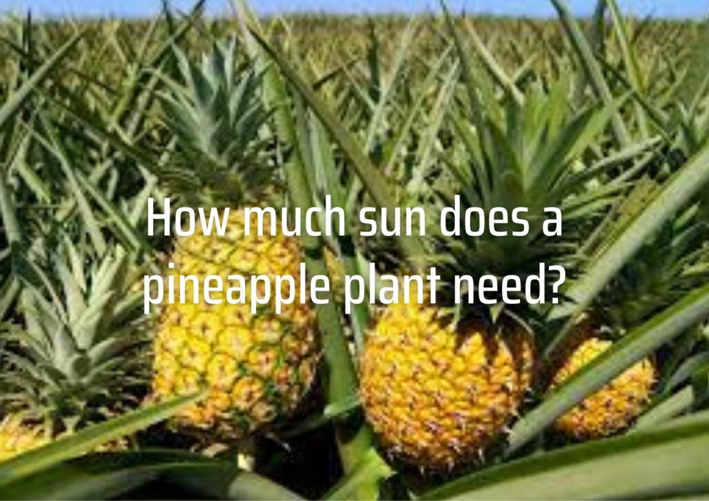 How much sun does a pineapple plant need?