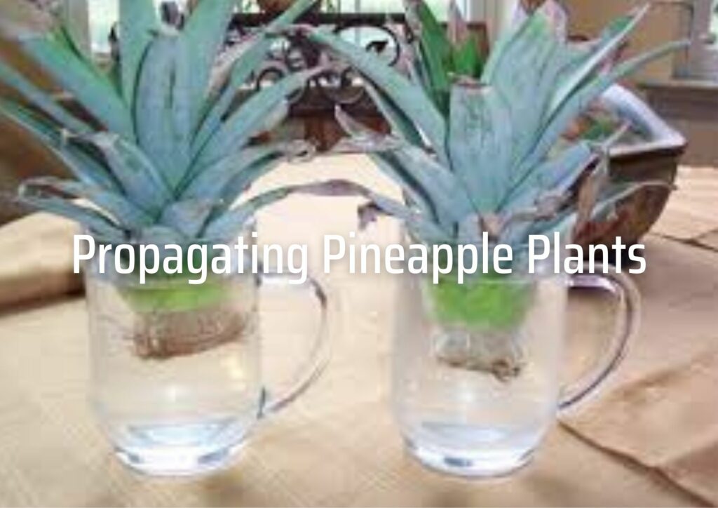 Propagating Pineapple Plants