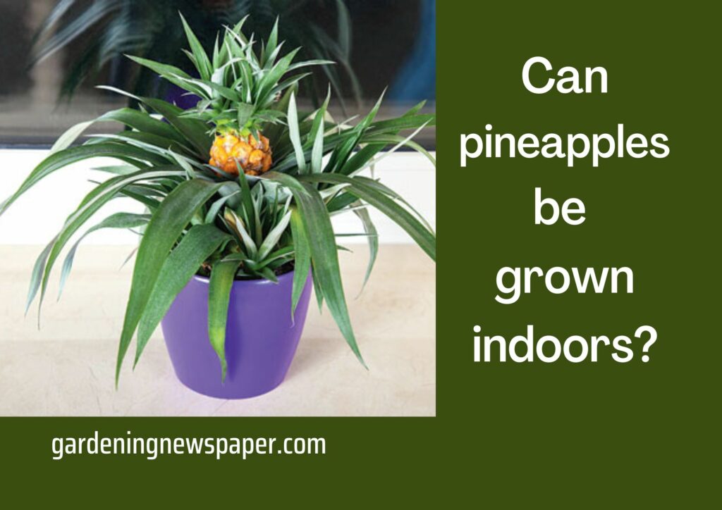 Can pineapples be grown indoors?