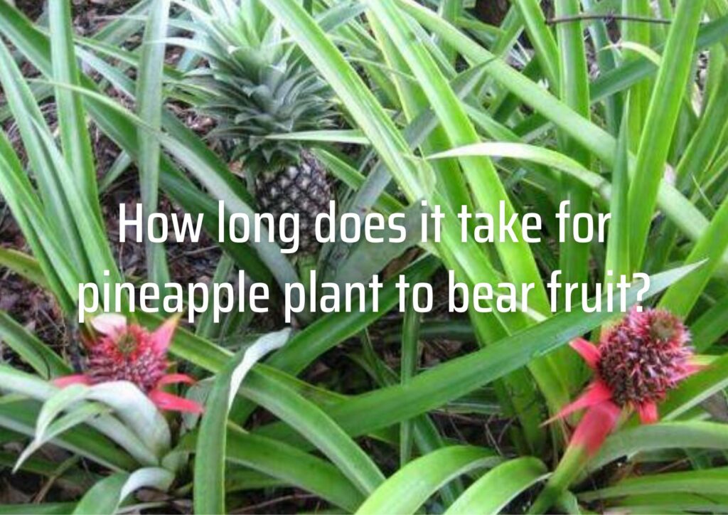 How long does it take for pineapple plant to bear fruit?