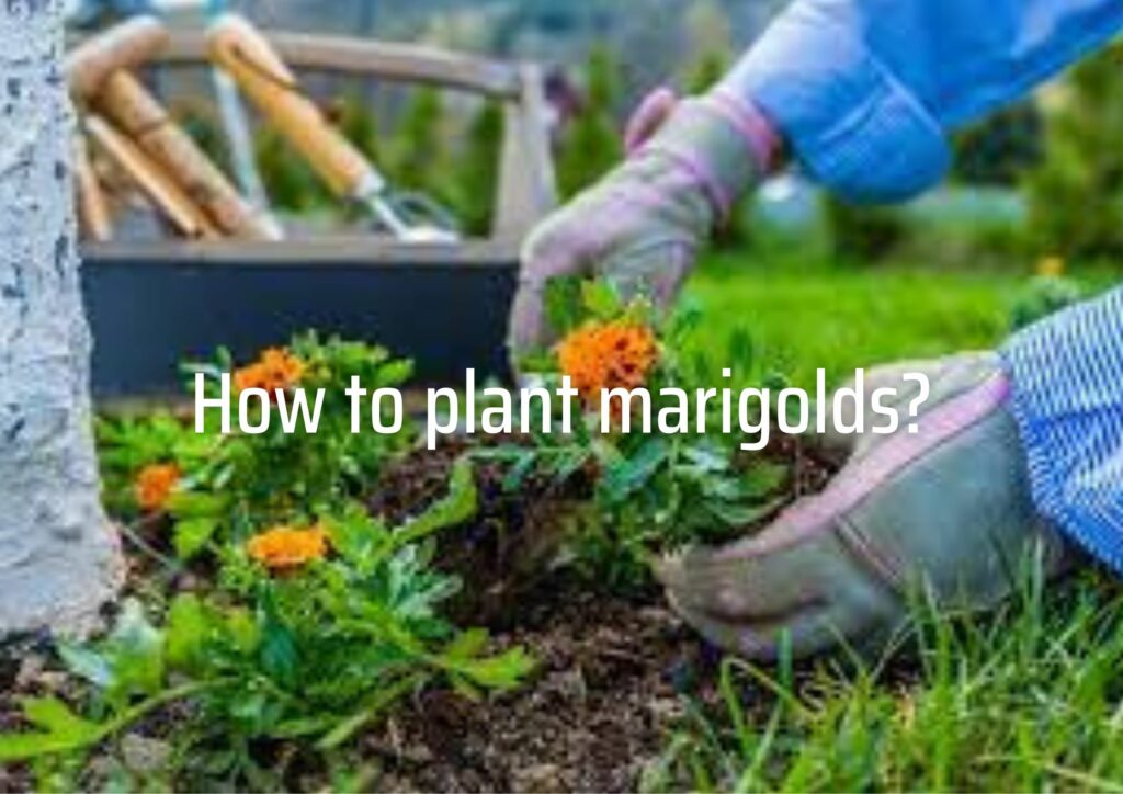 How to plant marigolds?