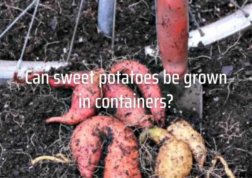 Can sweet potatoes be grown in containers?