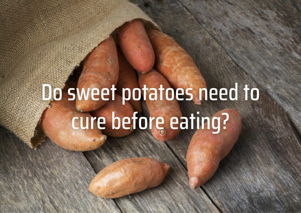 Do sweet potatoes need to cure before eating?