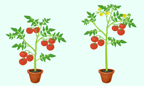 Determinate Vs Indeterminate Tomato Plant 