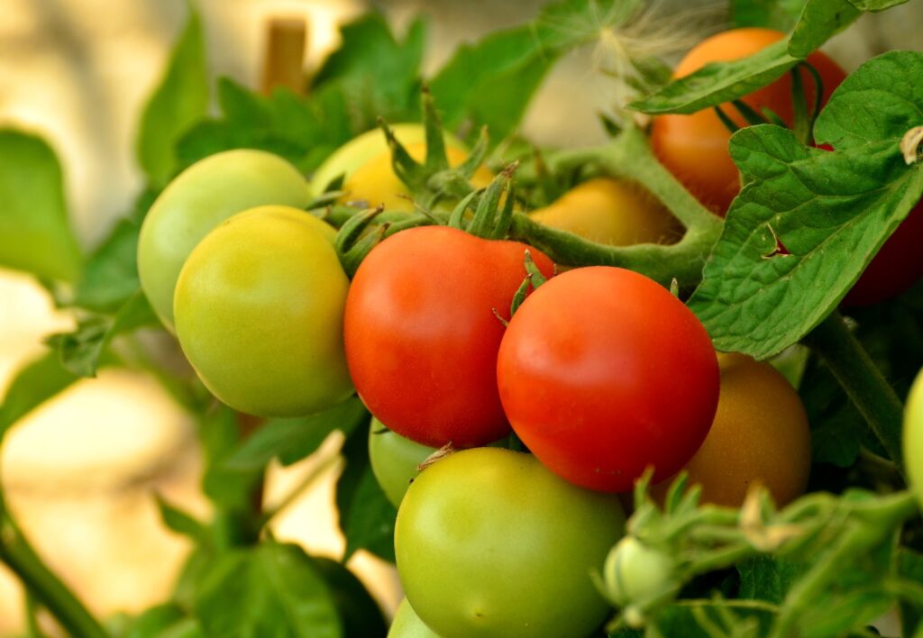 How To Grow Tomato Plants