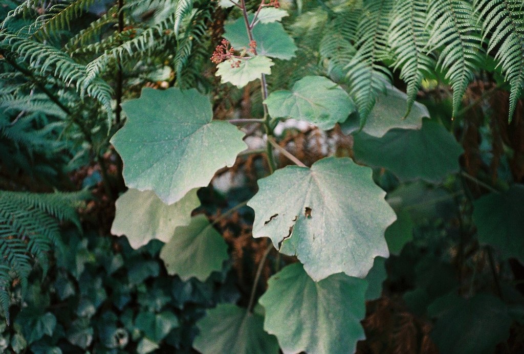 plants with big leaves outdoor