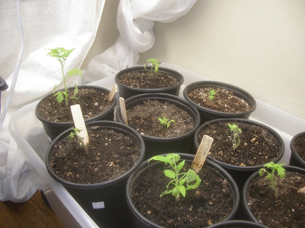  Keep beefsteak tomato plants disease and pest-free.