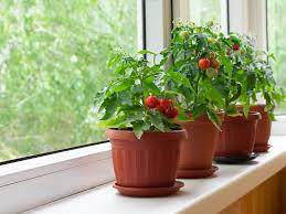 Light requirements for growing beefsteak tomatoes indoors