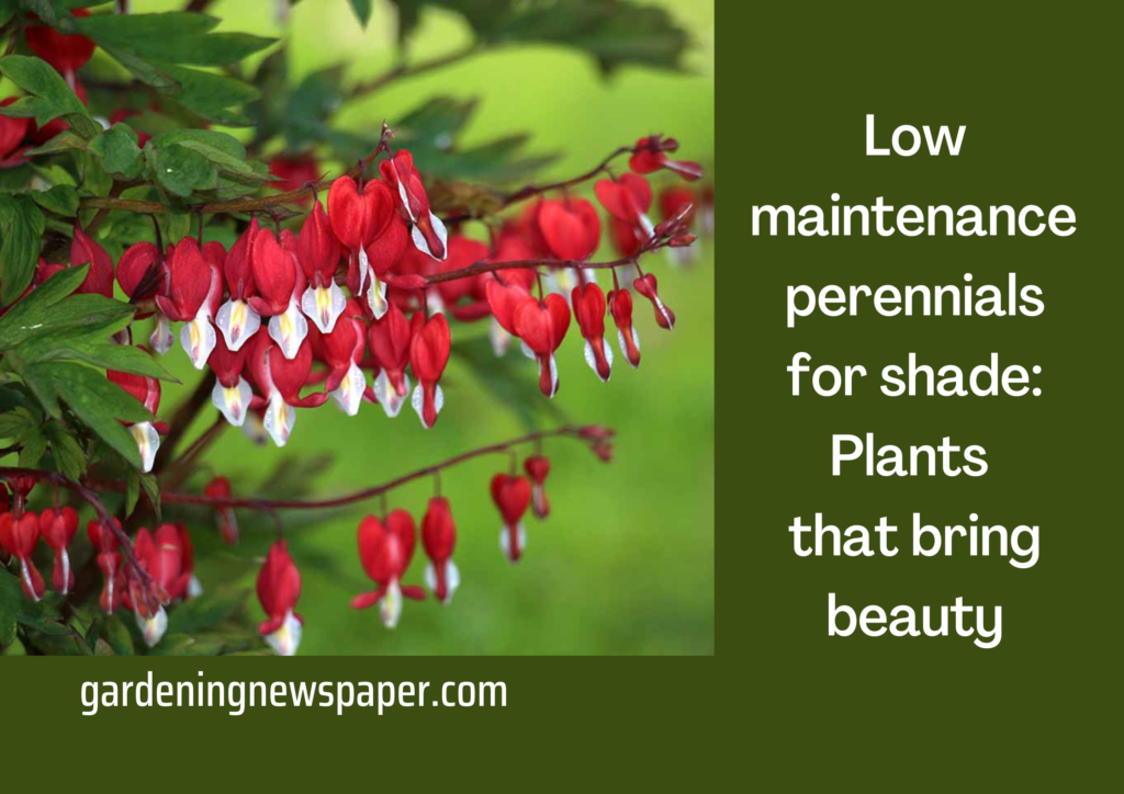 Low maintenance perennials for shade: Plants that bring beauty