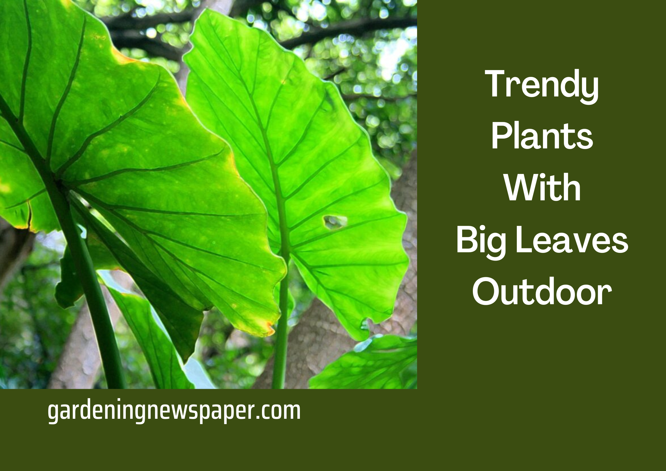 Trendy Plants With Big Leaves Outdoor