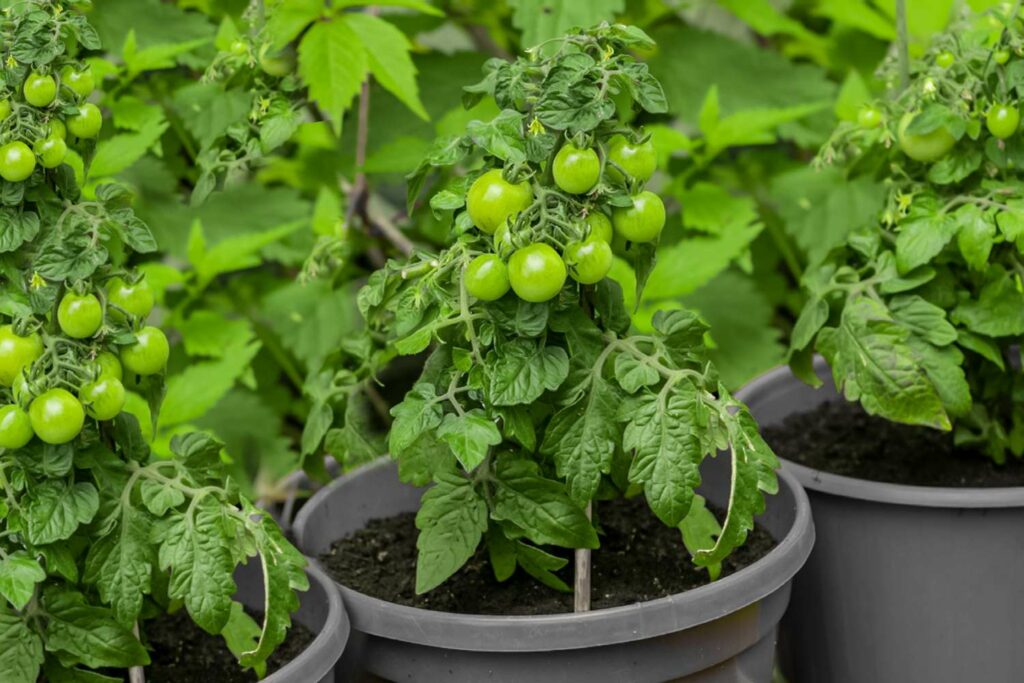  Pruning indoors for beefsteak tomatoes