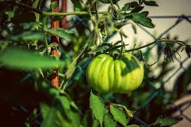 Select Good Soil for beefsteak tomatoes