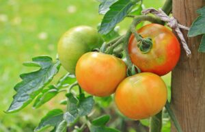 tomato plant life span